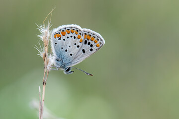 Lycaenidae / Çokgözlü Menekşe Mavisi / Chapmans blue / Polyommatus thersites