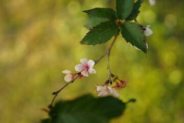 桜