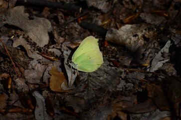 butterfly on leaf