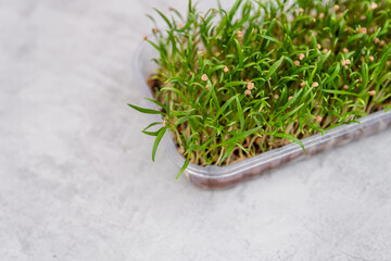 Fototapeta premium Microgreen eco nutrition. Micro green from mustard. Healthy nutrition. Germination of seeds at home. Fresh micro greens, growing. Fresh organic sprouted seeds. Healthy nutrition. Growing superfood.