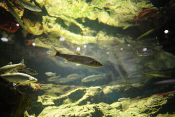 川の魚
