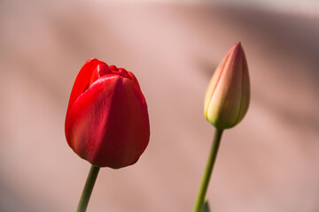 Red tulips. Photo of nature. Wild nature.