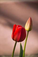 Red tulips. Photo of nature. Wild nature.
