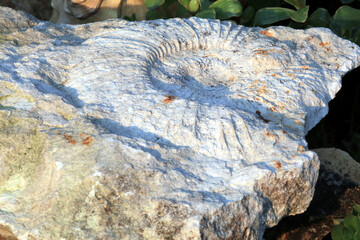 ammonite, geology, rock - object, fossil, paleontology, old, stone material, close-up, ancient, evolution, track - imprint, nature, animal shell, mineral, extinct, archaeology, history, animal, prehis © dominikspalek.pl