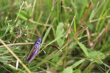 Purple grasshopper sitting on a blade of grass. 