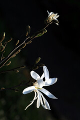 White magnolia flower