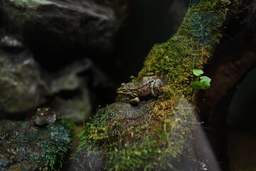 カエル