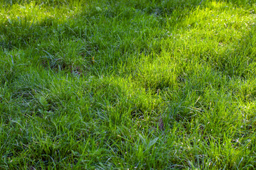 part of the field where green grass grows