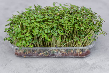 Organic micro greens. Growing green shoots of leaf cabbage, seedlings and young plants. Mockup for healthy eating and organic restaurant cooking advertisement. Sprouted curly leaf kale