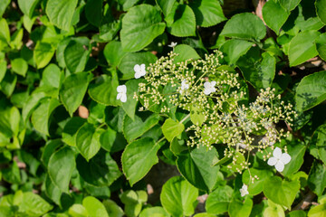 Hydrangea petiolaris, sunny day. selective spotlight in the foreground. space copy. deciduous climbing plant