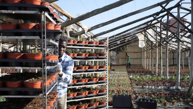 African-american man gardener carrying crate while working in greenhouse.
