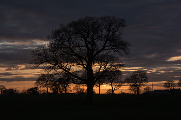 Fototapeta na wymiar Sunset sky with tree silhouettes