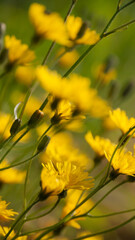 Flores  amarillas y tallos en arbusto silvestre