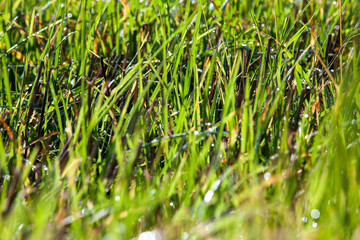 green wheat sprouts in a field with dew drops