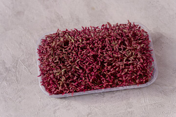 Micro greens. Growing sprouts. Sprouts of amaranth. Amaranth micro herbs. Sprouting micro greens. Seed germination at home. Vegan and healthy eating, green living concept. Sprouted amaranth seeds.