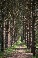 Looking down an avenue of trees