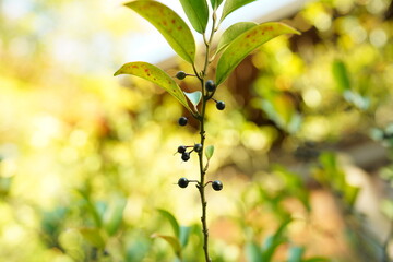 植物
