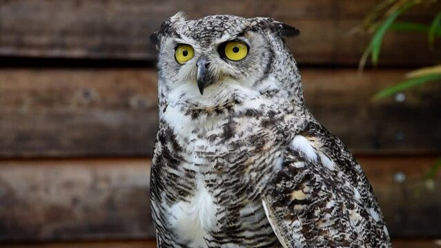 Screaming owl in a bird park, Ticino, Switzerland.