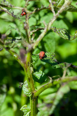 colorado beetles destroying the potato crop in the agricultural field
