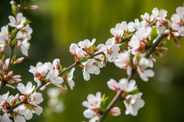 Obraz premium Flowering tree branches. Photo of nature. Closeup of blossoming tree buds.Spring flowering.Spring.