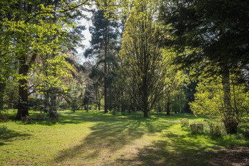 Backlit trees in an arbotetum