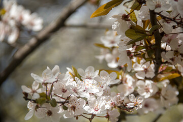 Flowering tree branches. Photo of nature. Closeup of blossoming tree buds.Spring flowering.Spring.