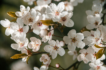 Flowering tree branches. Photo of nature. Closeup of blossoming tree buds.Spring flowering.Spring.