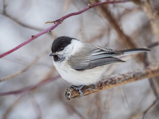 Cute bird the willow tit, song bird sitting on a branch without leaves in the winter.