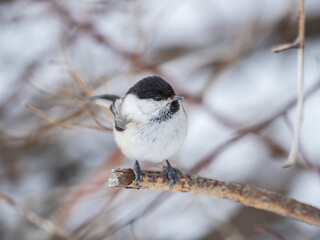 Cute bird the willow tit, song bird sitting on a branch without leaves in the winter.