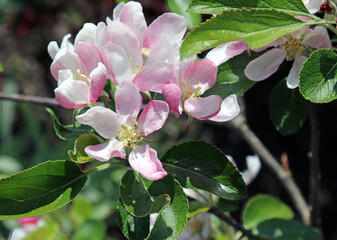 Close up of pink tinged apple blossom, Derbyshire England
