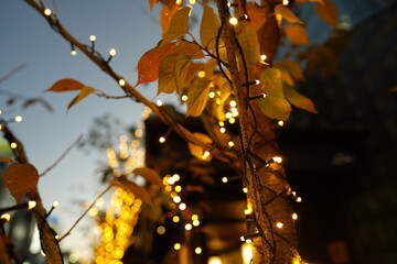 イルミネーション