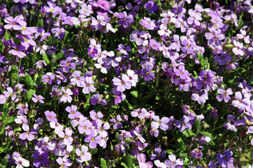 Close up of Purple Rock Cress, Derbyshire England
