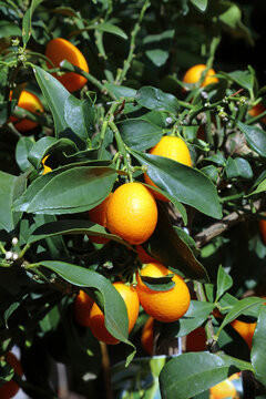 Close up of ripening Kumquats, Derbyshire England
