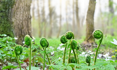 Pine forest background with fern swirls in the foreground. Focus on the foreground, blurred background.