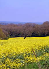 Obraz premium Field of yellow rapeseed, Derbyshire England 
