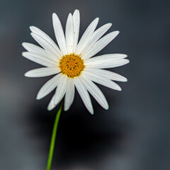 Fototapeta premium fleur