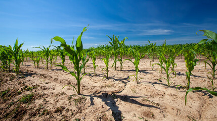 Fototapeta na wymiar green corn field during cultivation