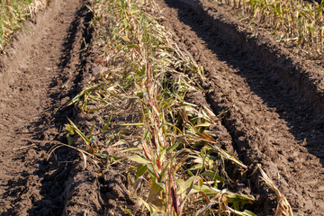 agriculture the field where corn is grown to produce corn grains