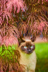 Close up with a beautiful cat in the garden