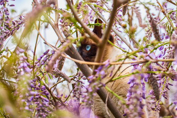 Close up with a beautiful cat in the garden