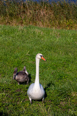 young swans near the river bank in the summer season