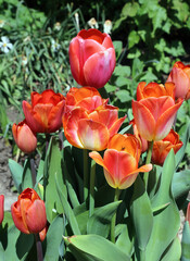 Pot of orange tulips, Derbyshire England
