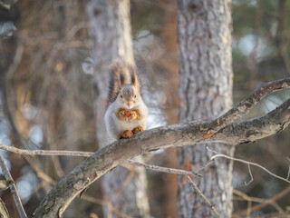 The squirrel with nut sits on tree in the winter or late autumn