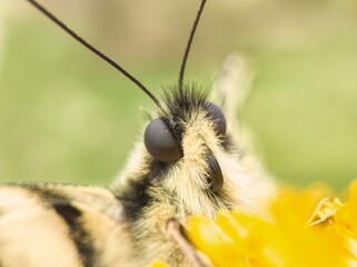 bee on flower