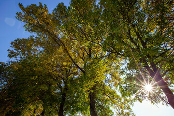 foliage of trees in the park in the autumn season