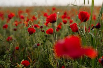 Poppy field