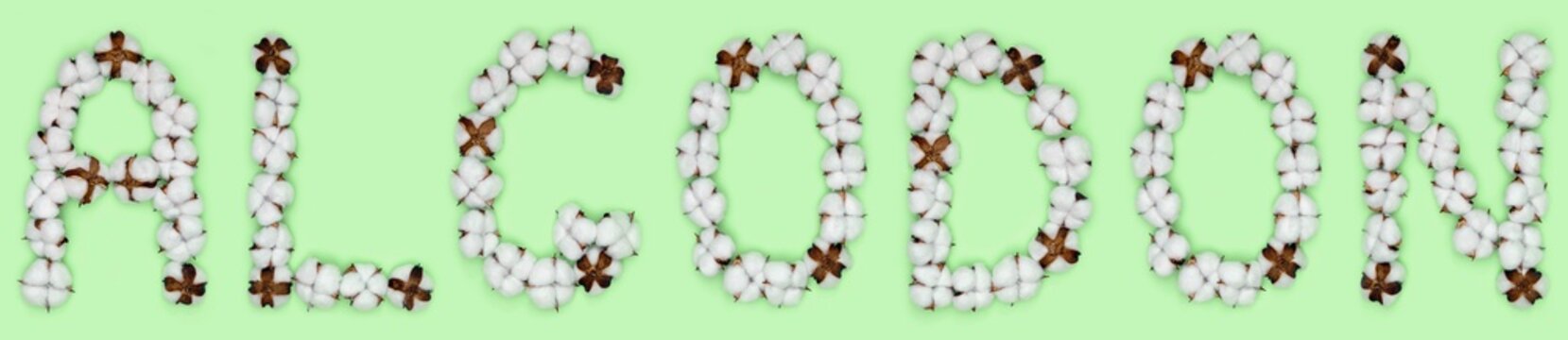 Word algodon from spanish language means cotton, made of cotton flowers. Concept of organic raw material.