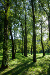 deciduous trees growing in the park in the summer