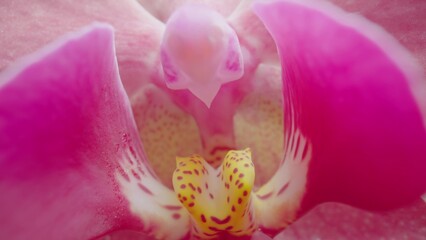 Exotic pink orchid flower on isolated red background. Camera zoom phalaenopsis with open flower and...