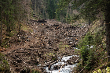Naklejka premium The remains of a destroyed forest because of the avalanches, floods and deforestation. A lot of branches and trees block a river in the mountains. Danger for the environment, global warming.